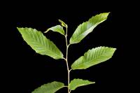 Châtaignier - Rameau avec feuilles (Castanea sativa)